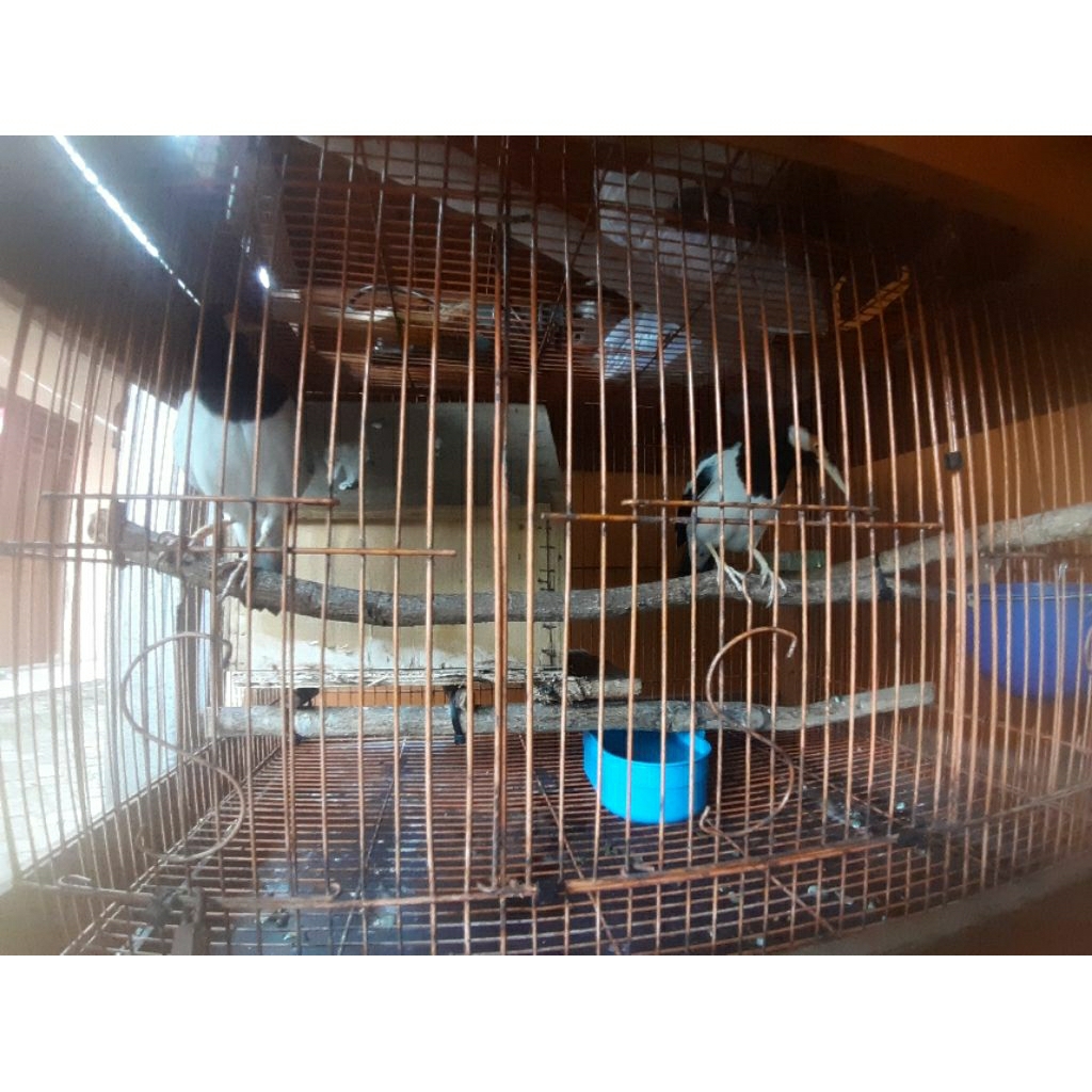 jalak suren pasangan jantan betina