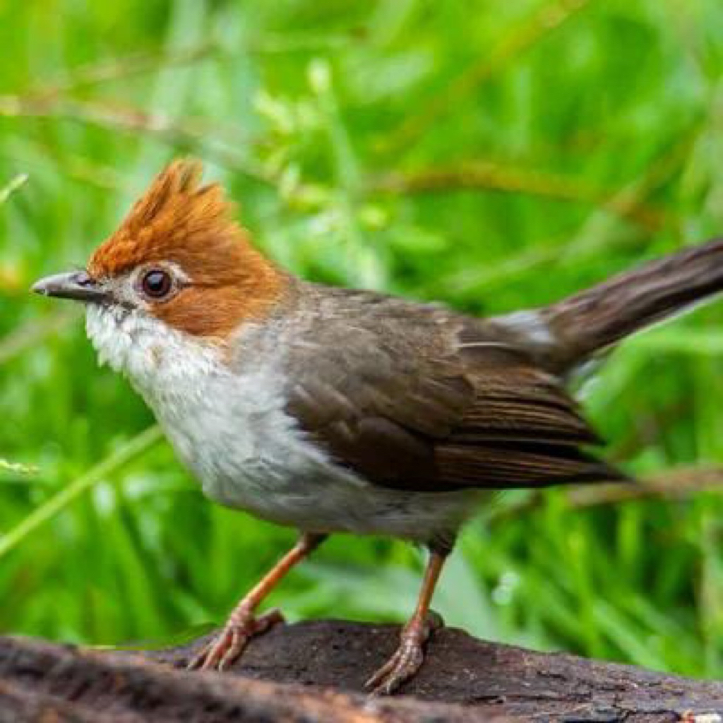 burung yuhina kalimantan