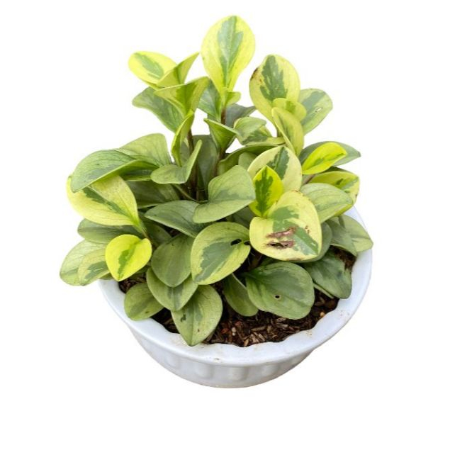 Succulent Dolar Varigata