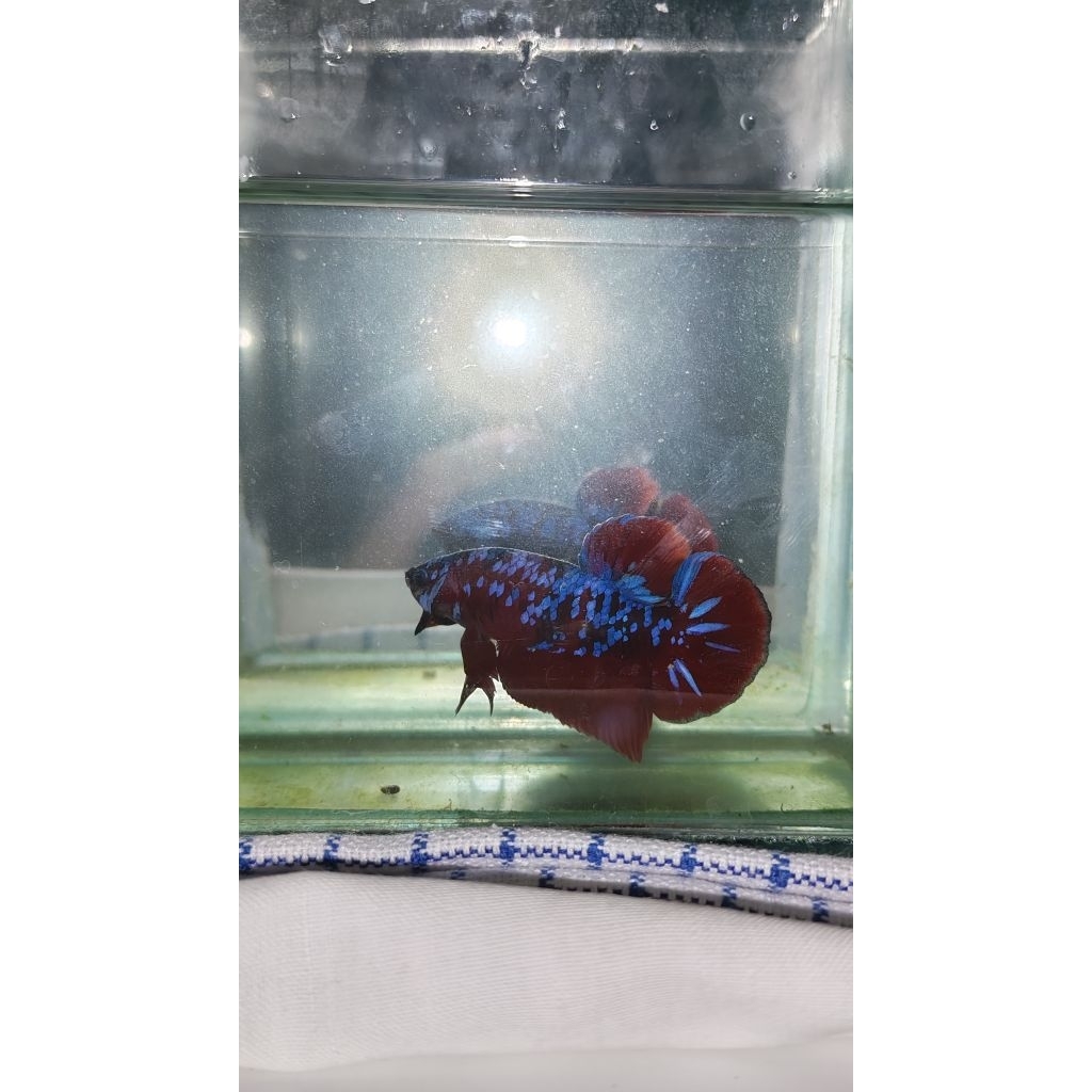Hiasan Aquarium Lucu Cupang Ori Thailand plakat RGBG/Red Gold Blue Galaxy