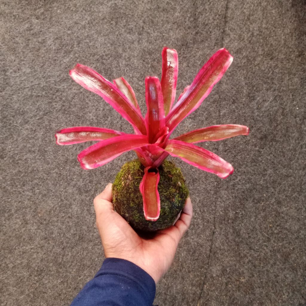Tanaman Hias Bromelia Pink Mini
