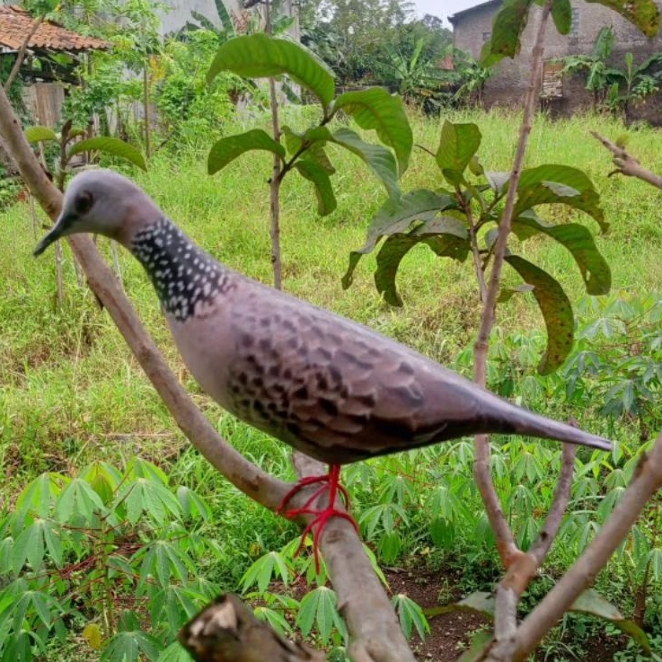 boneka/jontrot alat pancing burung tekukur anti zonk