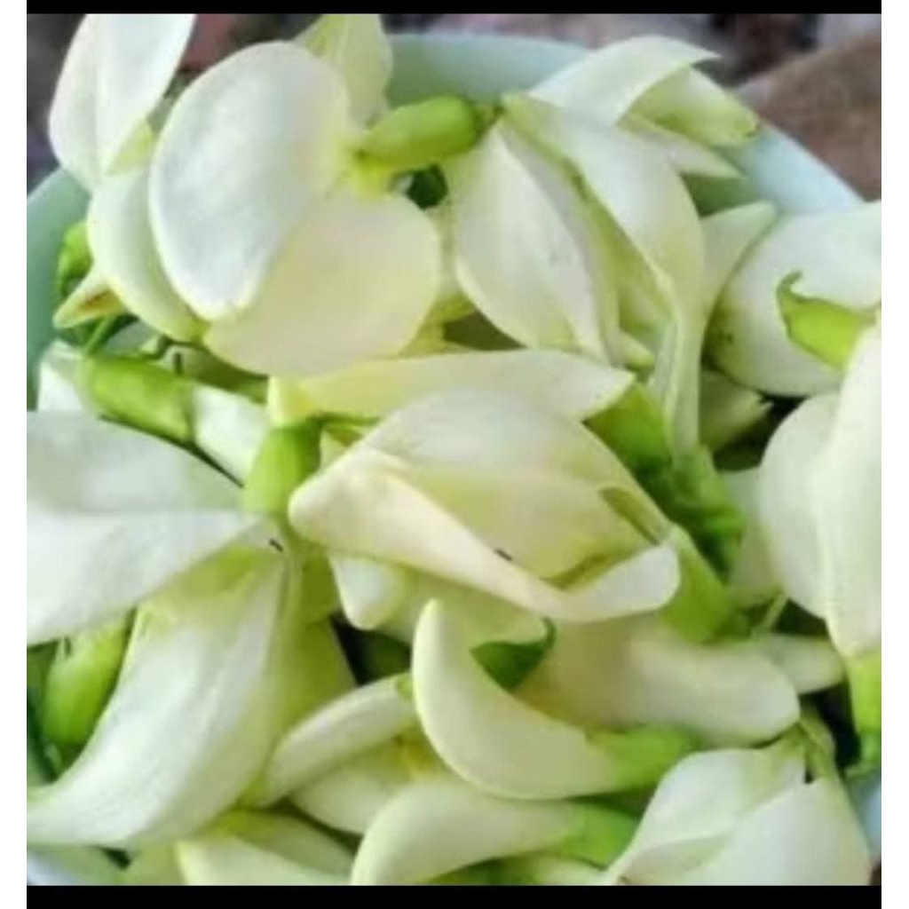 bunga turi/kembang turi fress segar instan