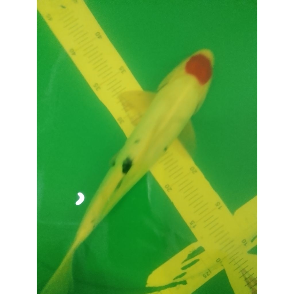 Ikan koi jenis Tancho Sanke Doitsu 30cm antik