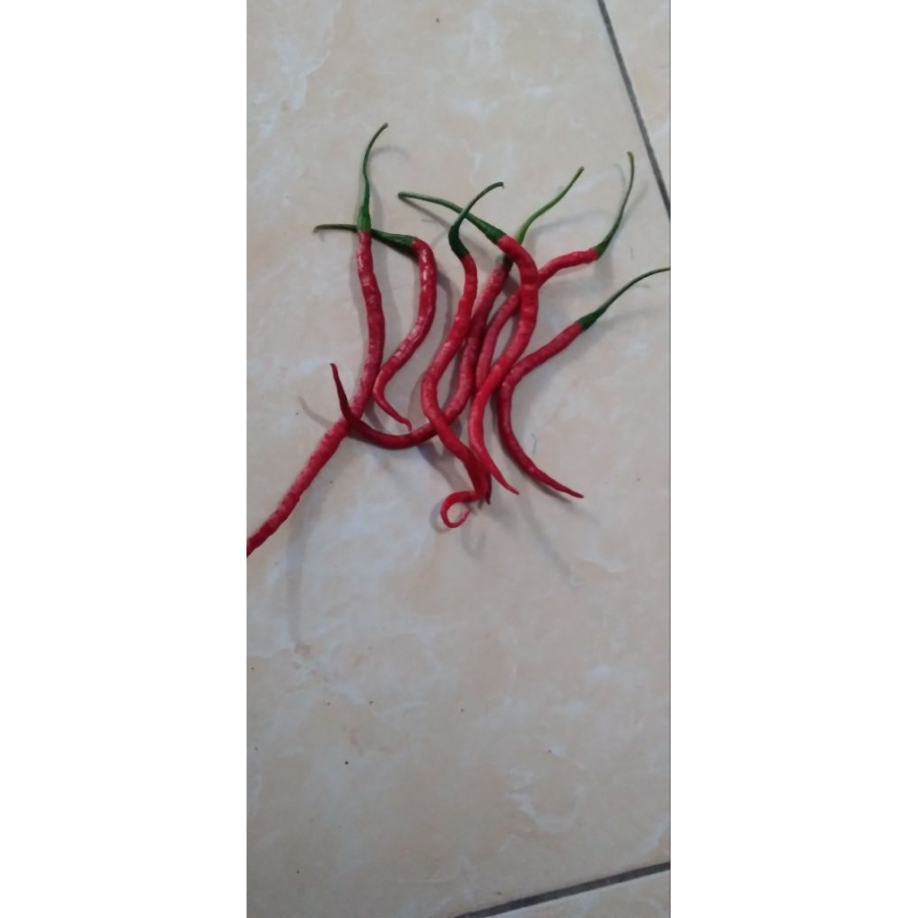 Cabe Keriting lokal - petik merah (CMK)  1kg