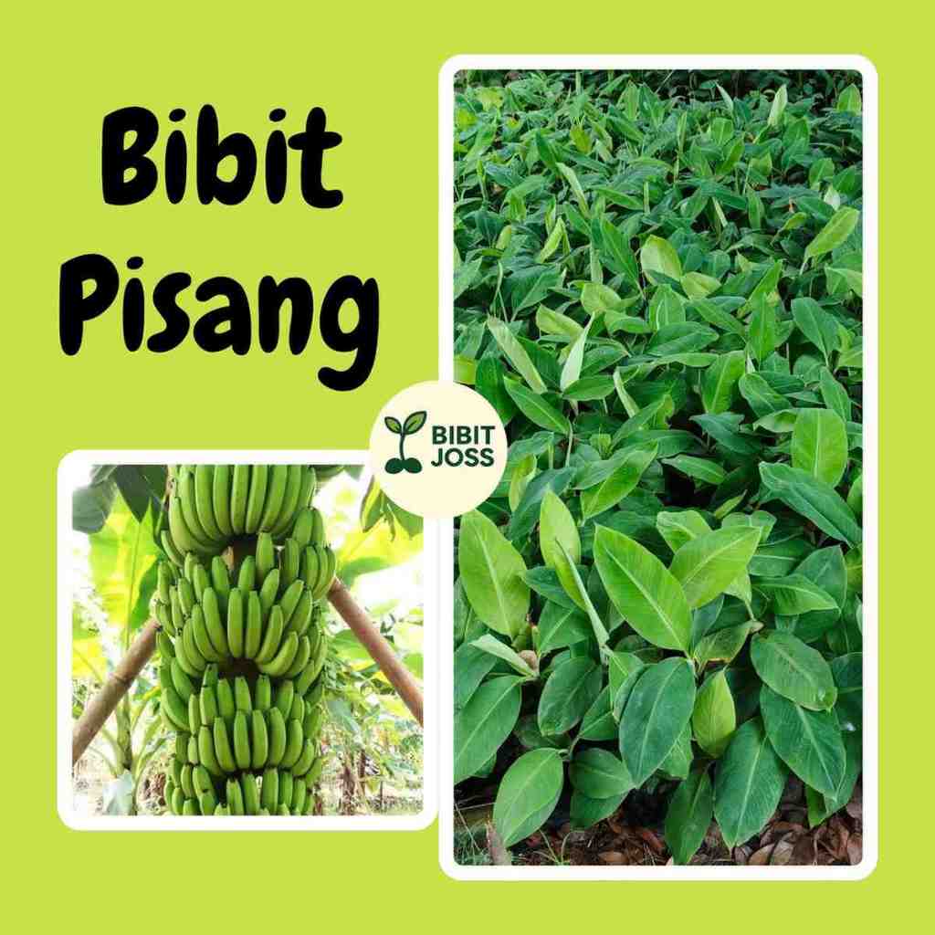 Bibit Pisang Raja Ambon Cavendish Kuning Hijau Tanduk Susu Barangan Kepok Raja Nangka Jambe Ulin Sup
