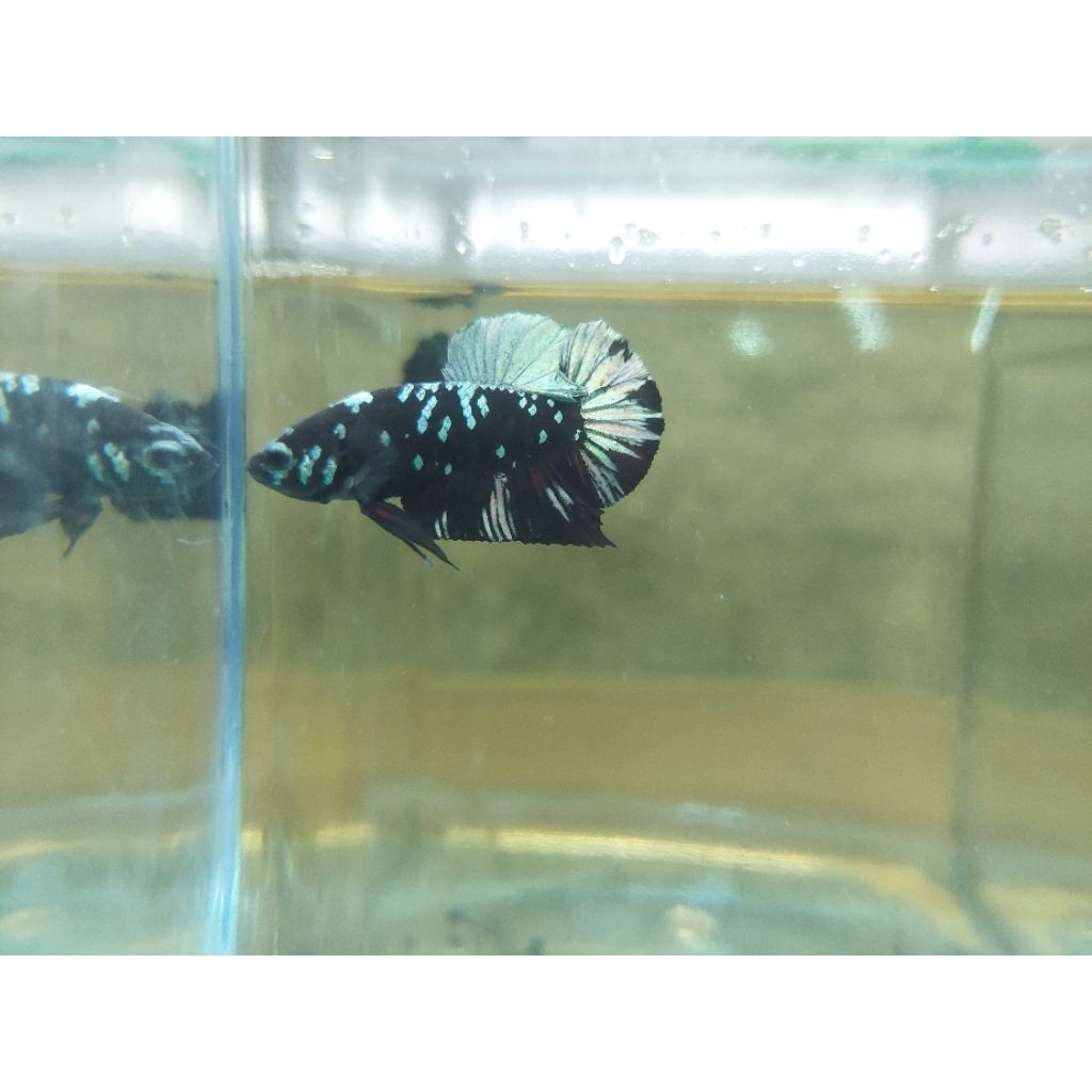 Ikan Cupang Avatar Cooper realpict