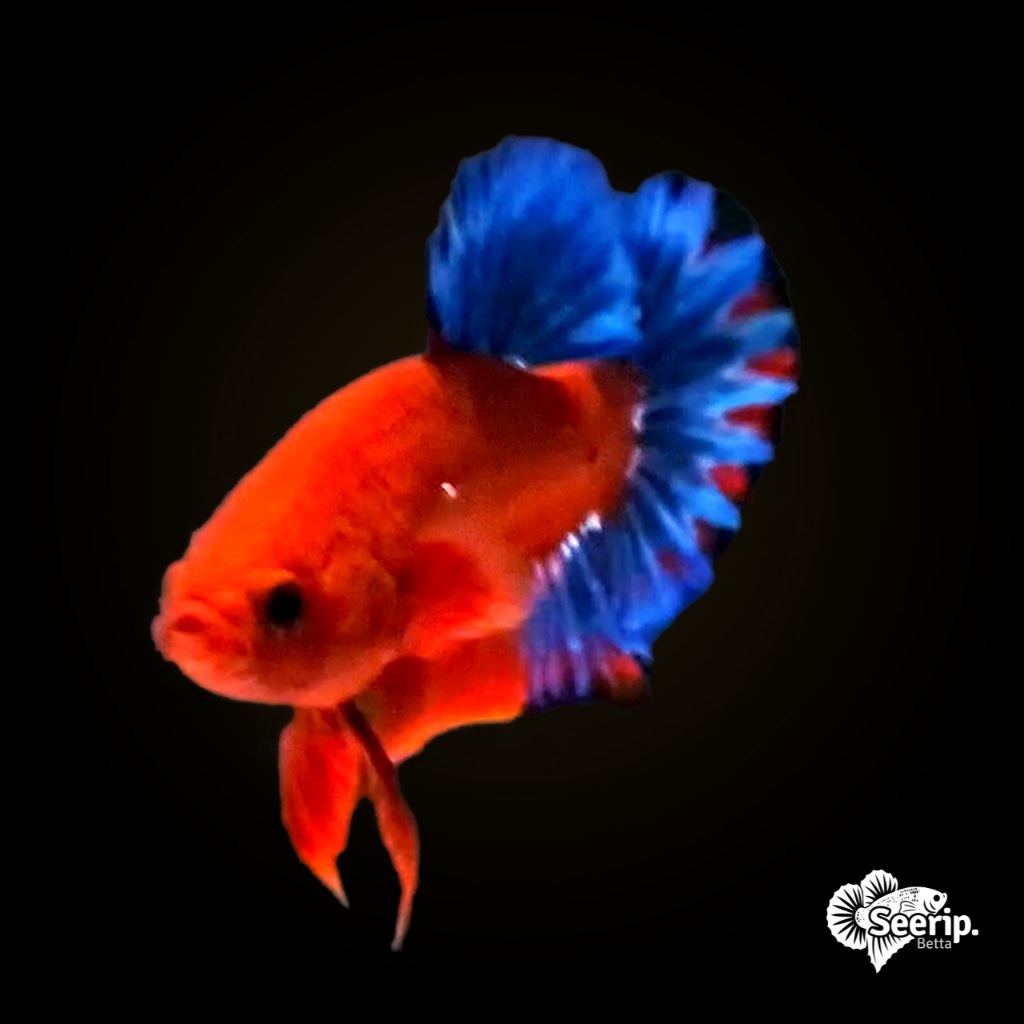 Plakat Hellboy Blue Tail | Seerip Betta
