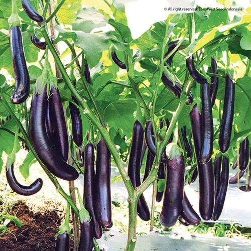 25 Biji Benih Terong LEZATA F1
