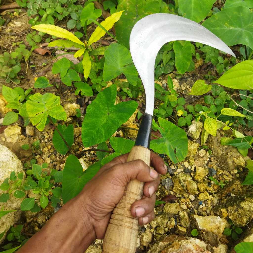 Sabit Rumput ASsli Madura Bintang 5 Original Produk Alat Tani