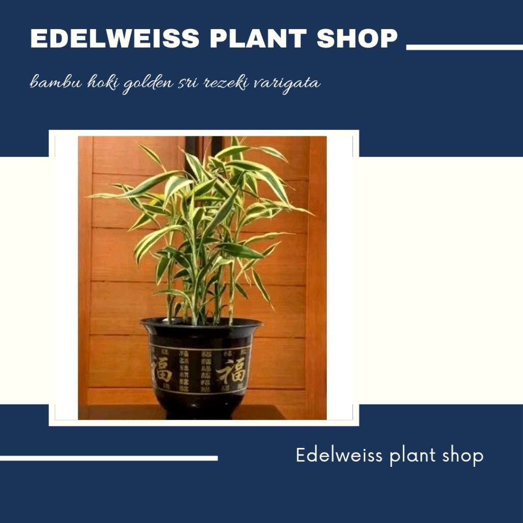 bambu hoki golden sri rezeki varigata - pohon keberuntungan sri rejeki