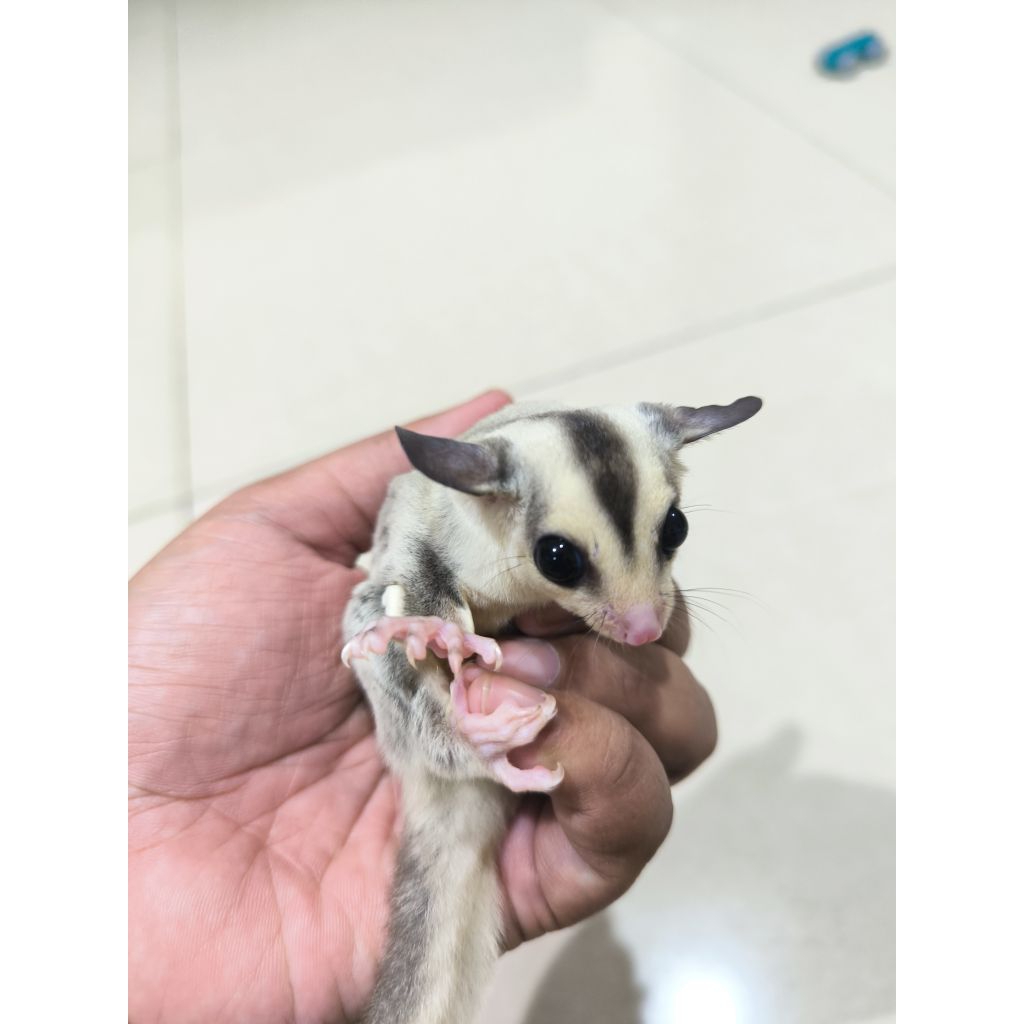 Sugar Glider Platinum Jantan 2 bulan