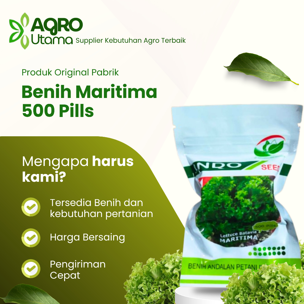 Benih Bibit Selada Hijau Batavia Maritima 500 Pills Original Pabrik Indoseed