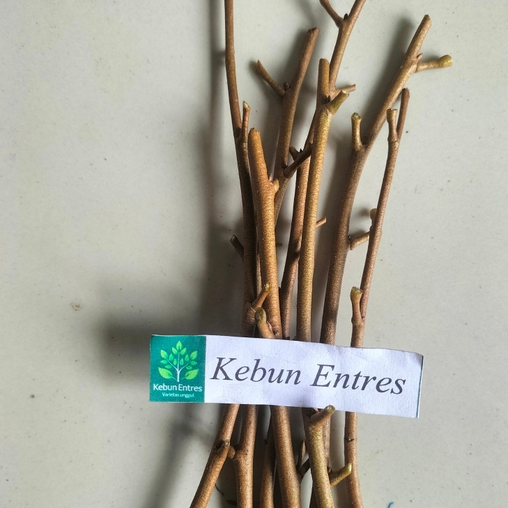 entres durian super tembaga 5 mata tunas