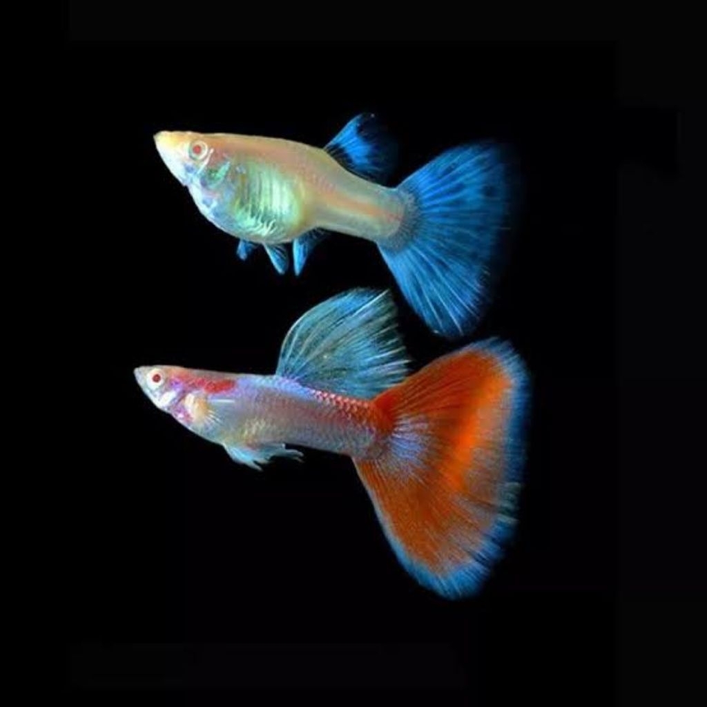 Hiasan aquarium guppy Red sky sepasang