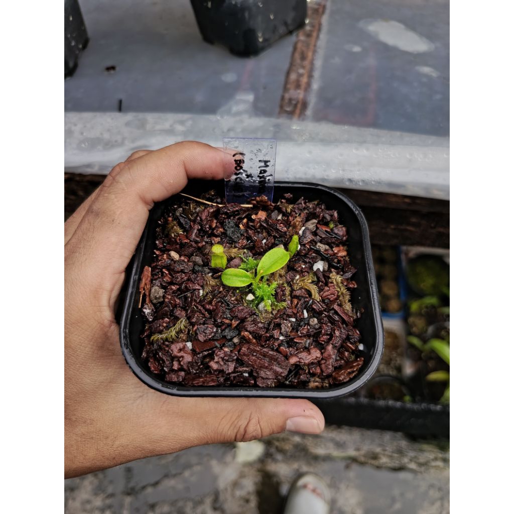 Nepenthes Maxima x (Boschiana x Clipeata)