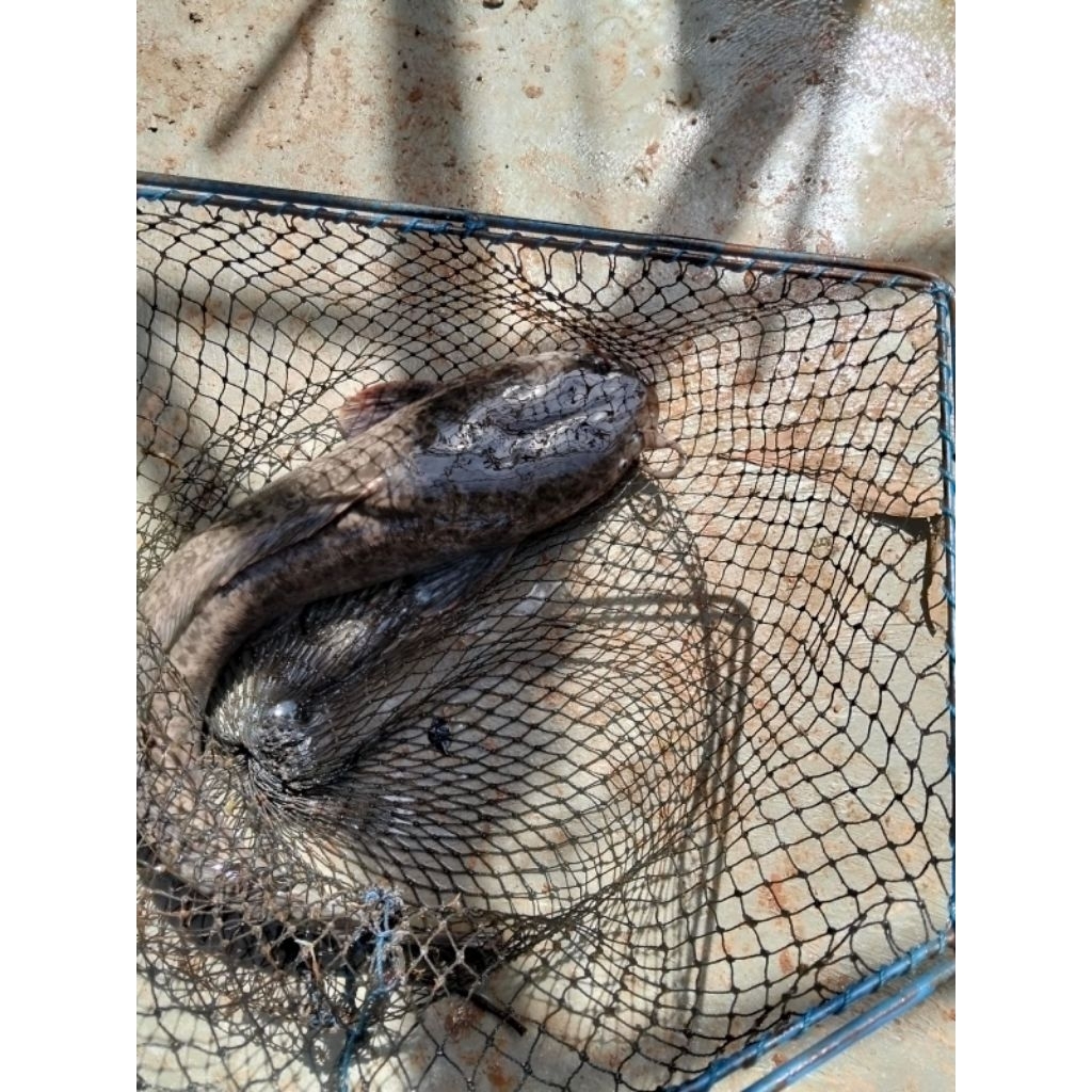 Lele Jumbo / Lele Babon / Lele Galatama Pemancingan 3kg - 4kg per Ekor