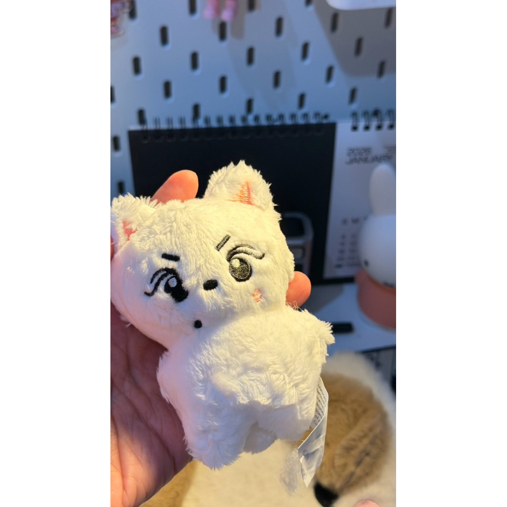 boneka kucing putih - jungwon enhypen