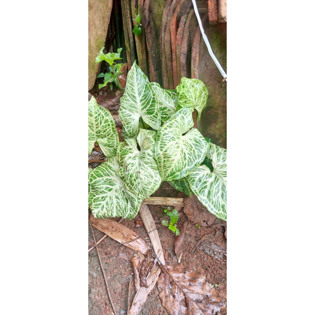 syngonoum butik batik