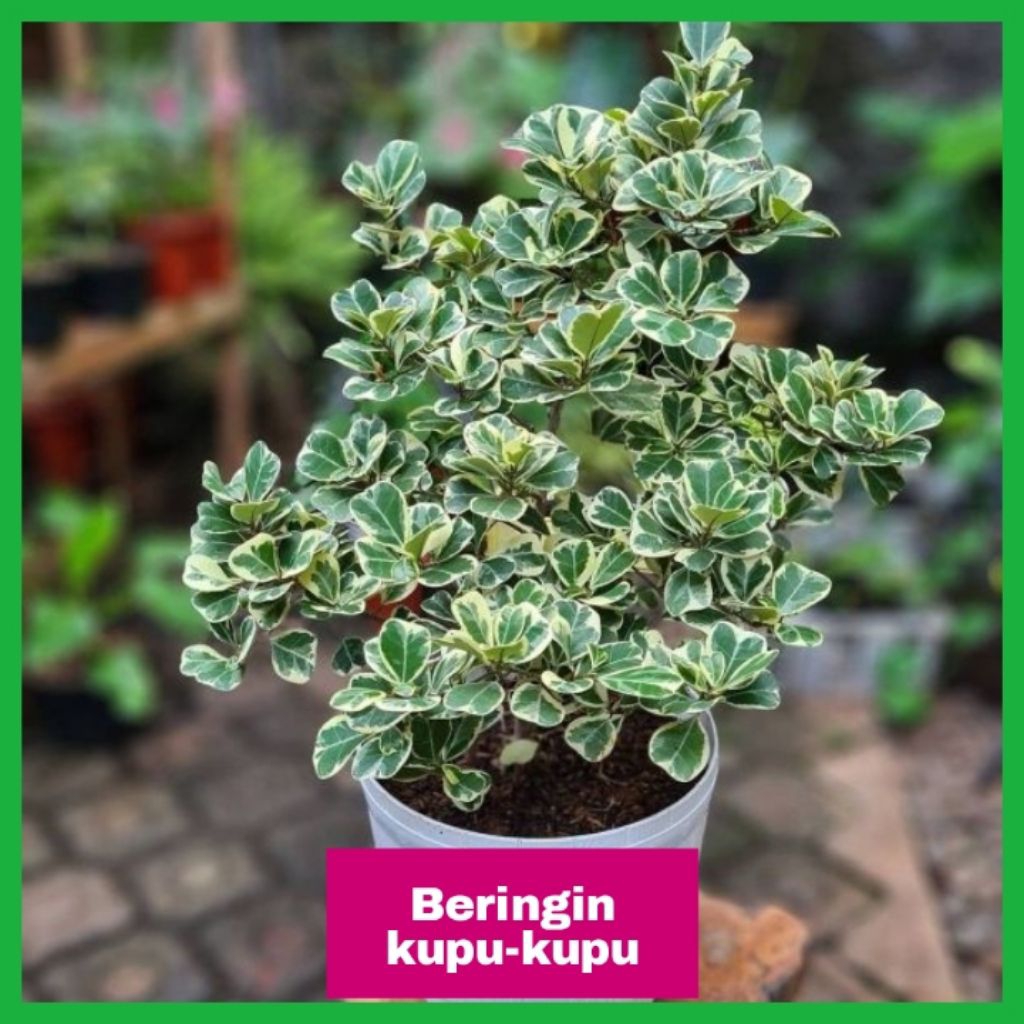 Tanaman hias beringin kupu-kupu rimbun tinggi 20-30cm — Beringin kupu-kupu varigata putih