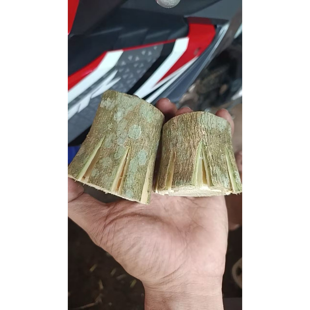 bahan stek batang sancang