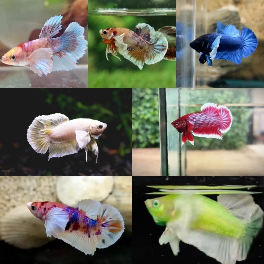 Dumbo ear Copper DT/Dumbo ear multicolor/Bahanan lavender/