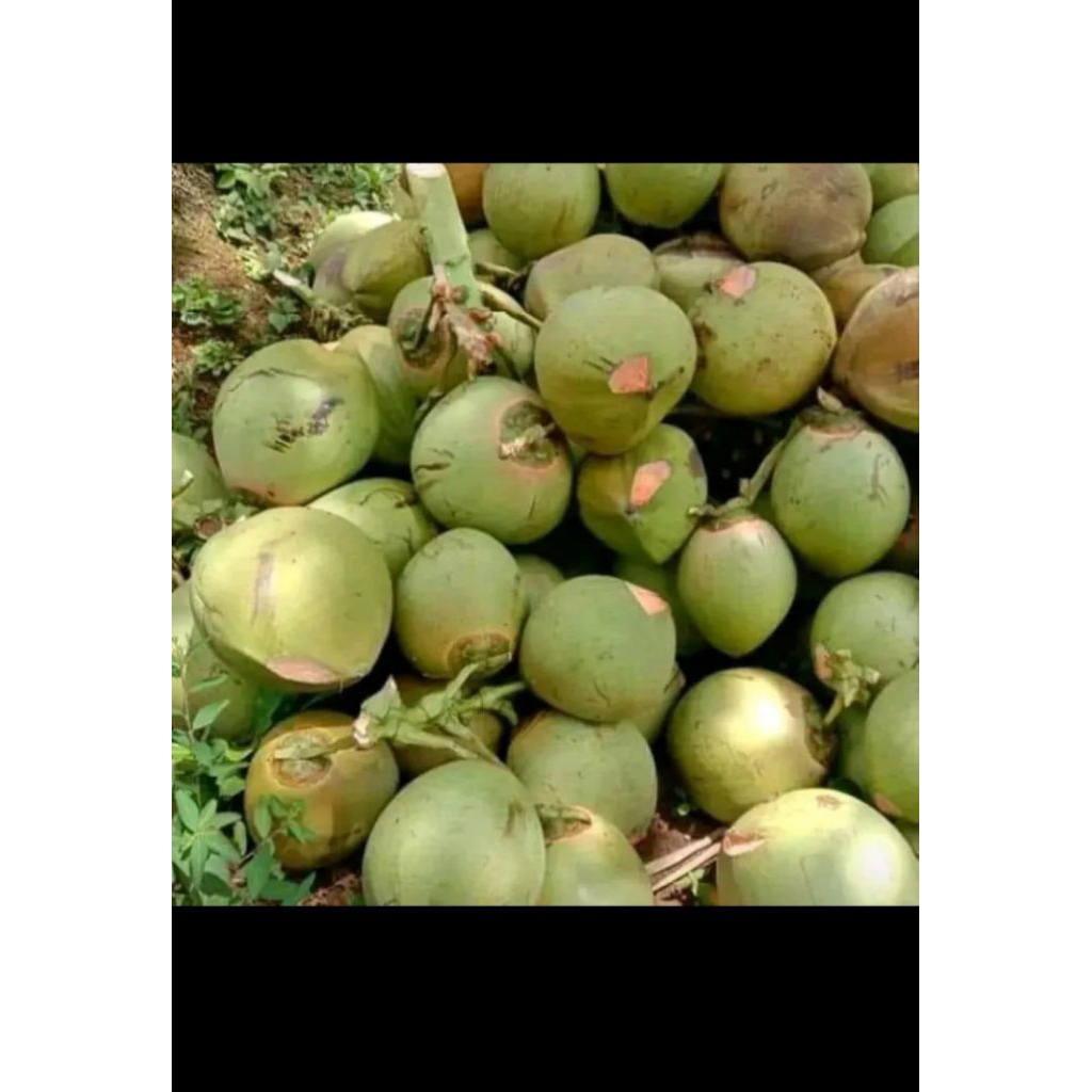 Kelapa muda Wulung segar untuk obat tradisional