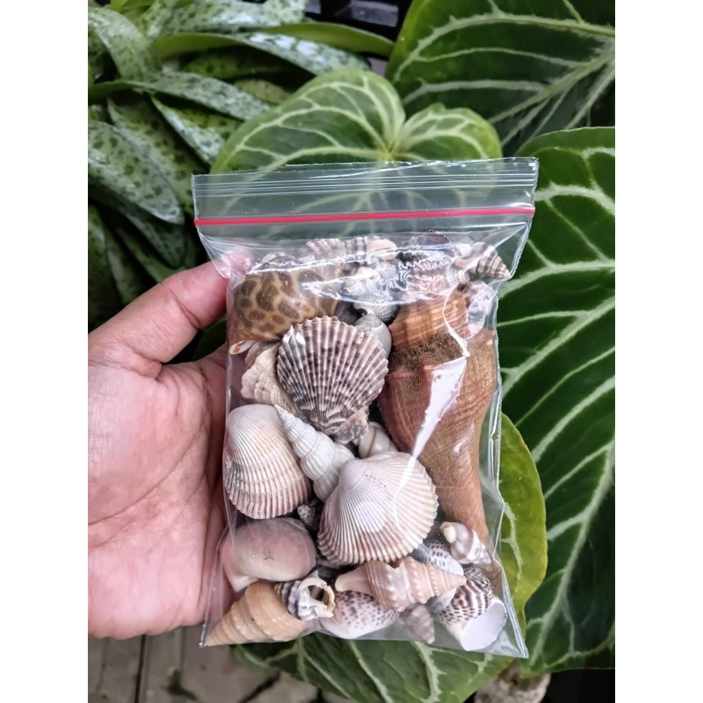 Paket cangkang kerang laut Mix 1pack / Hiasan aquarium / rumah kelomang
