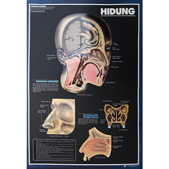 Poster Hidung / Anatomi Manusia / Organ Tubuh Manusia
