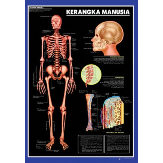 Poster Kerangka Manusia / Anatomi Manusia / Organ Tubuh Manusia