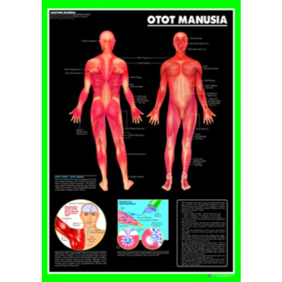 Poster Otot Manusia / Anatomi Manusia / Organ Tubuh Manusia
