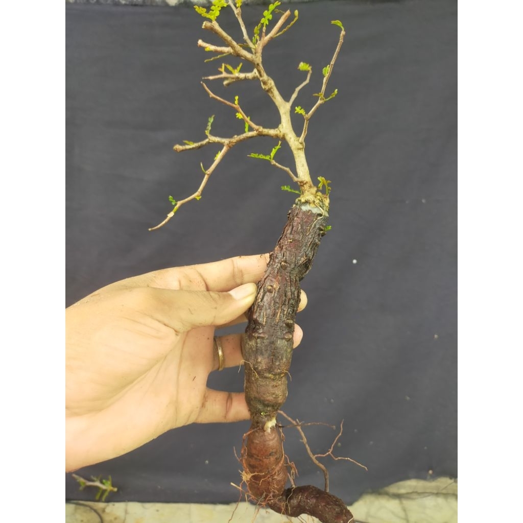 Operculicarya Pachipus || Bonsai || Caudex || Sekulen