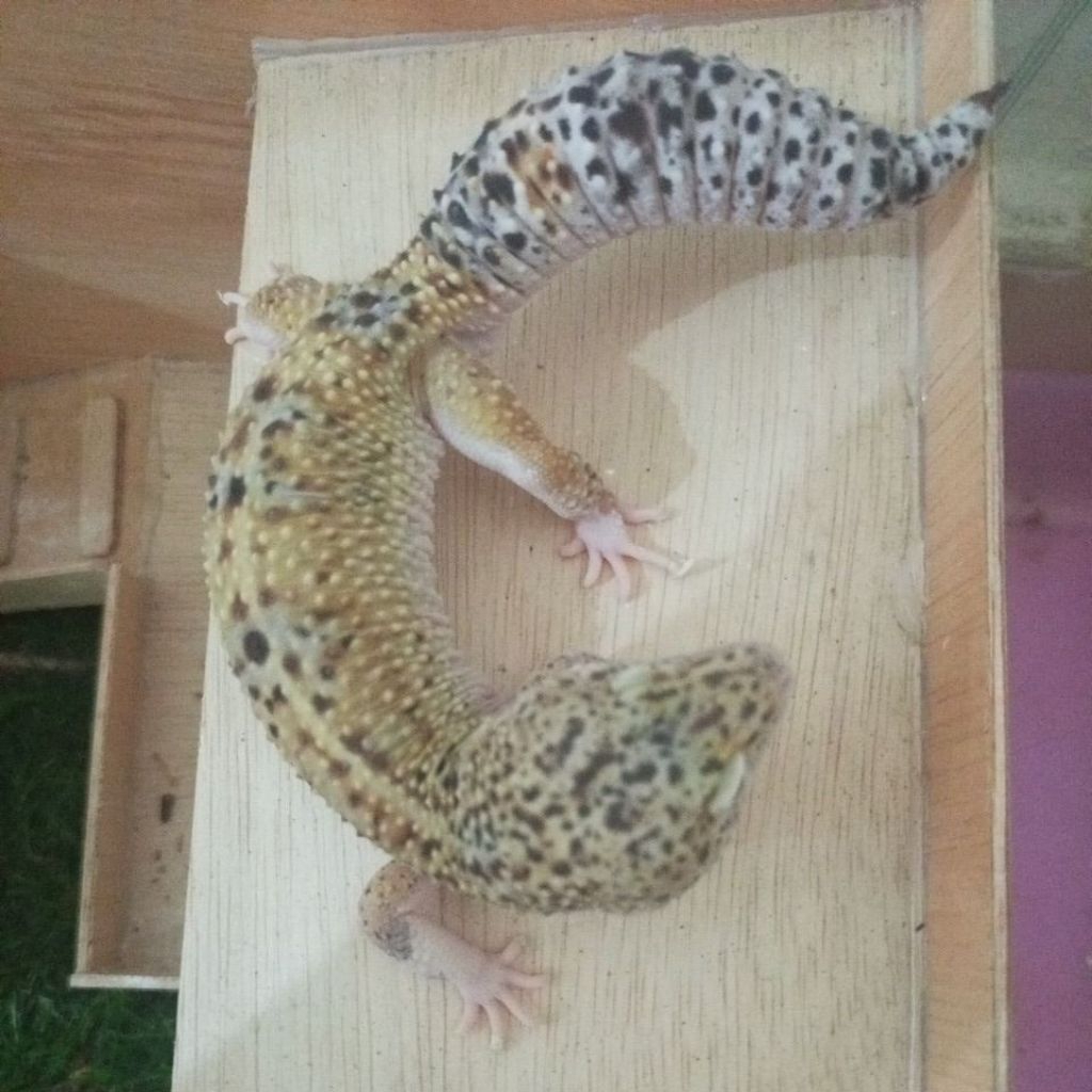 Gecko Leopard dewasa