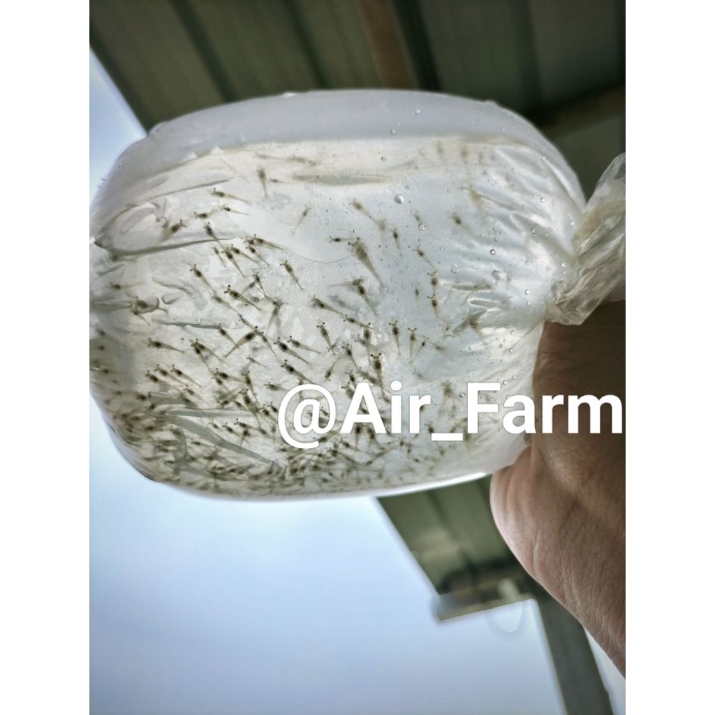 500 Ekor Bibit Udang Vaname Untuk Bididaya Pembesaran