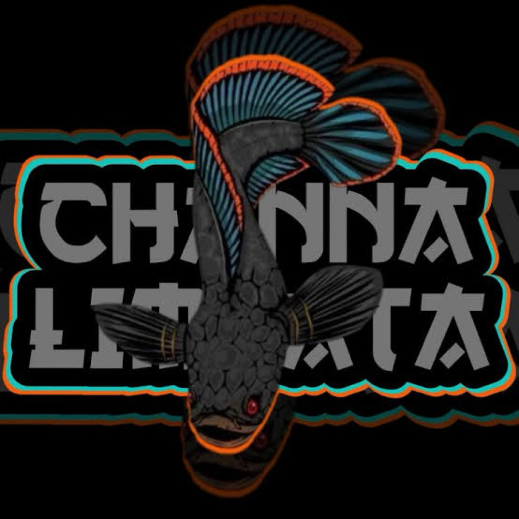 Channa Limbata Ikan Hias Air Tawar Ukuran 10-20 cm