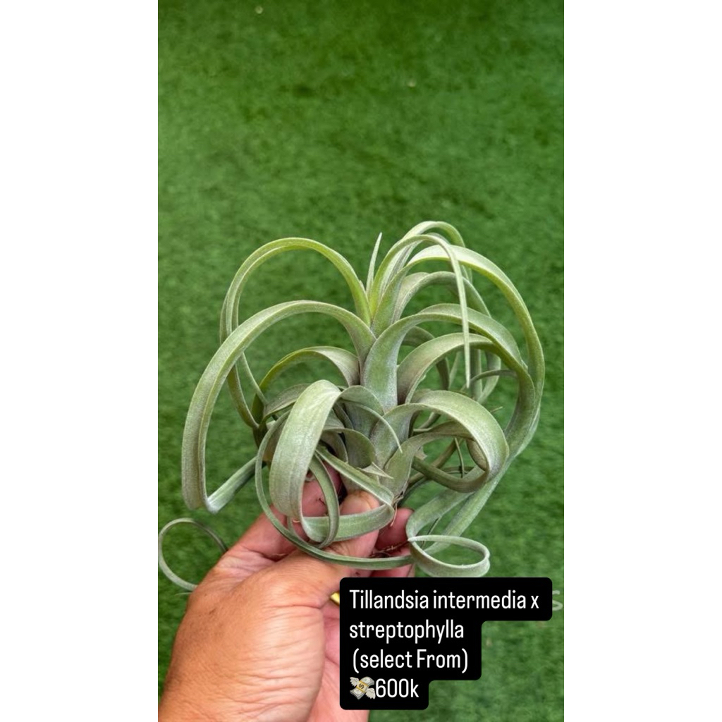 paketan bgamir tillandsia