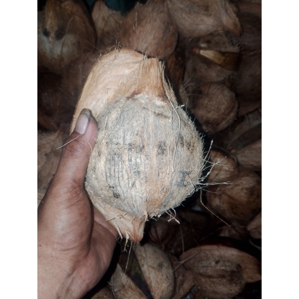 kelapa tua utuh