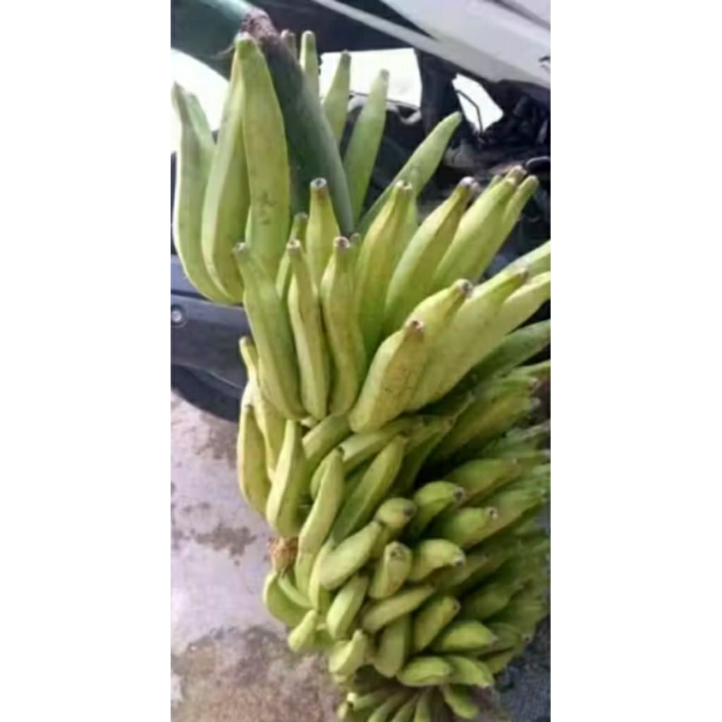 Bibit pisang rotan dongkalan