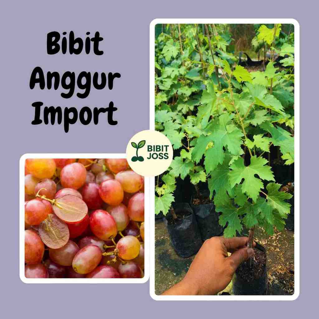 Anggur Import Original Grafting