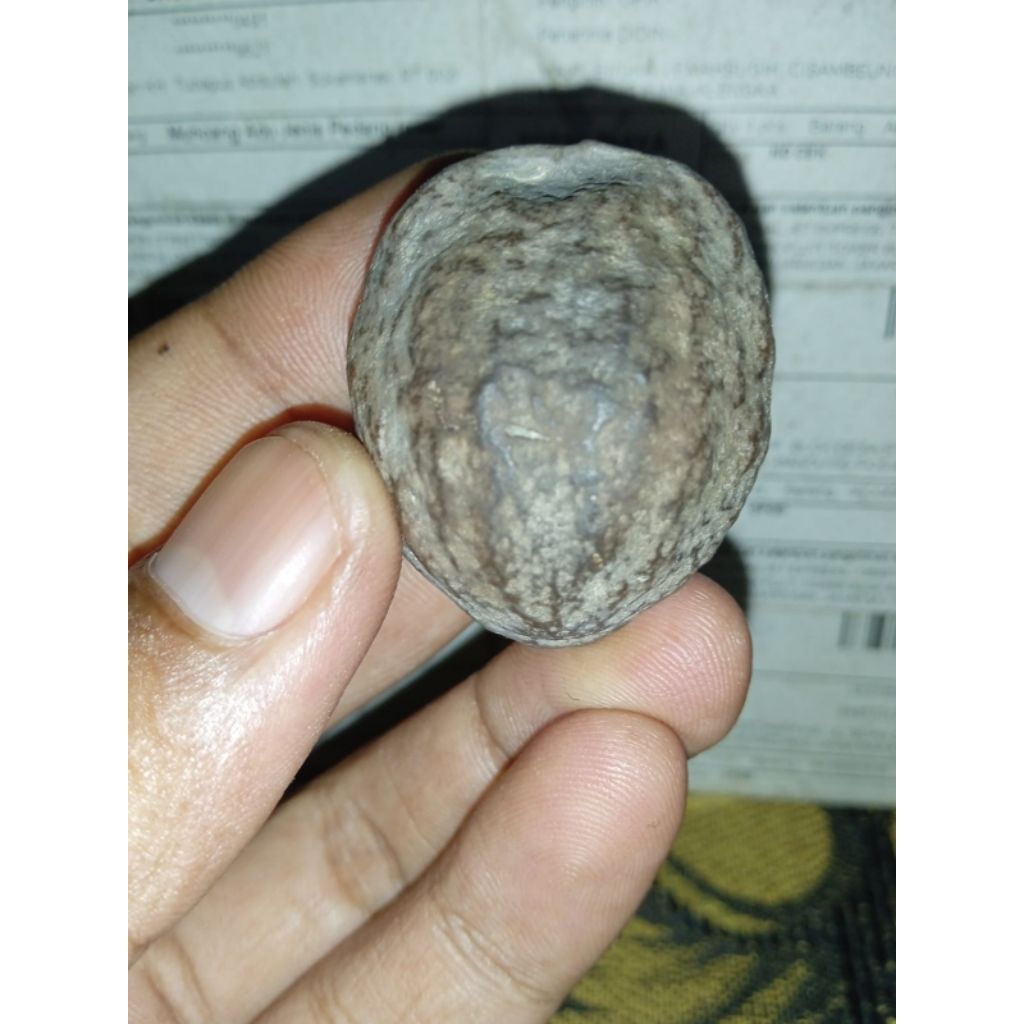 Muncang Adu Jabra Si rujit Batok tebal