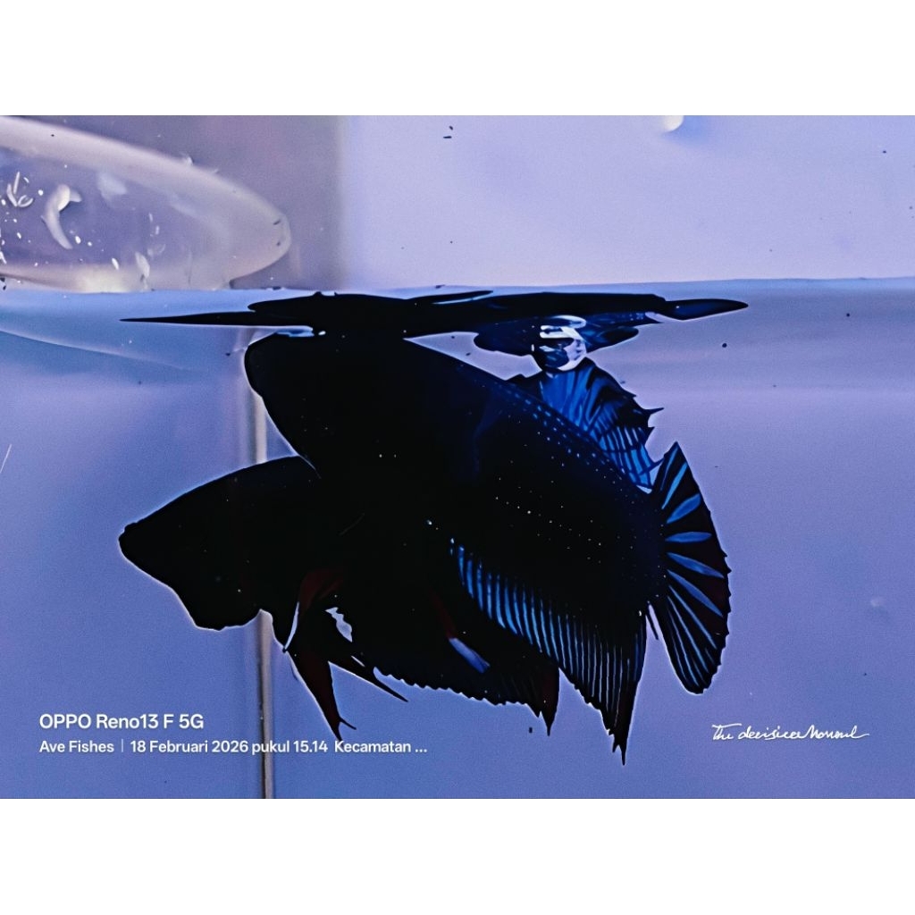 Ikan Cupang Aduan MDS Lokal Size M - Warna Acak, Sehat, Siap Adu