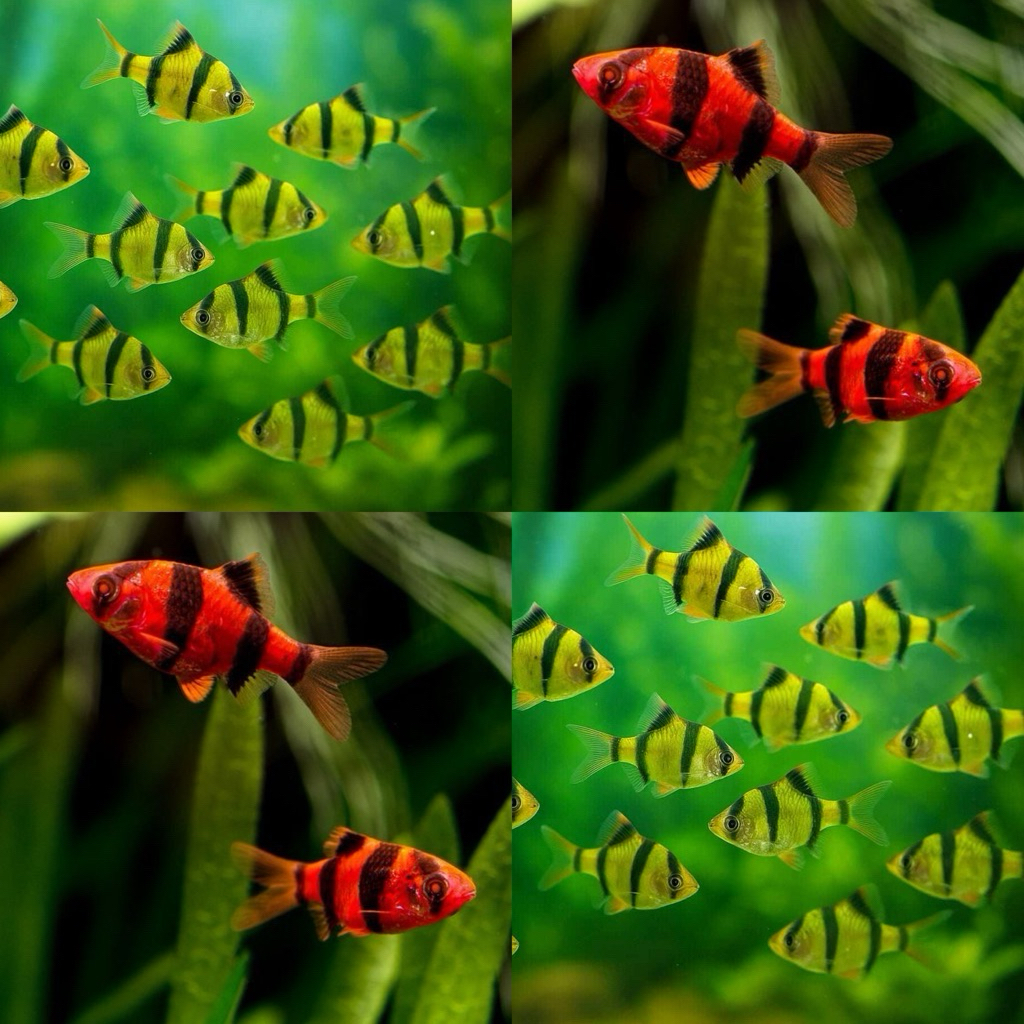 ikan tiger barb tiger sumatra hijau merah 10pcs