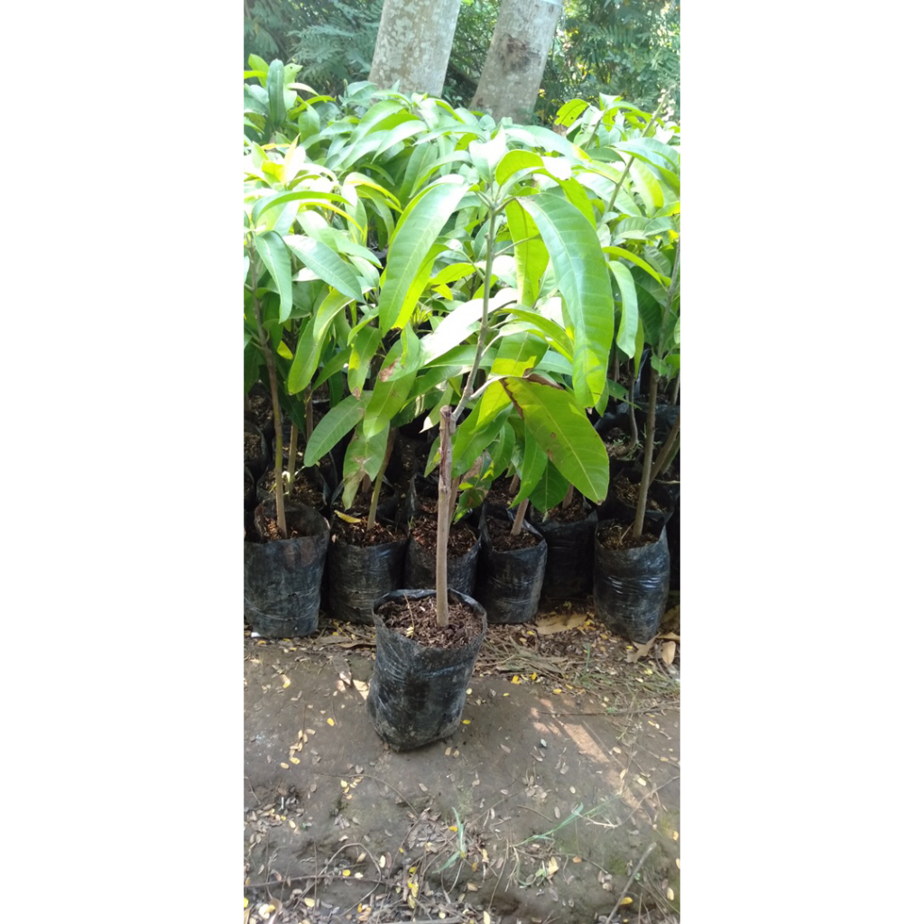 bibit mangga mahatir okulasi/cangkok dan stek