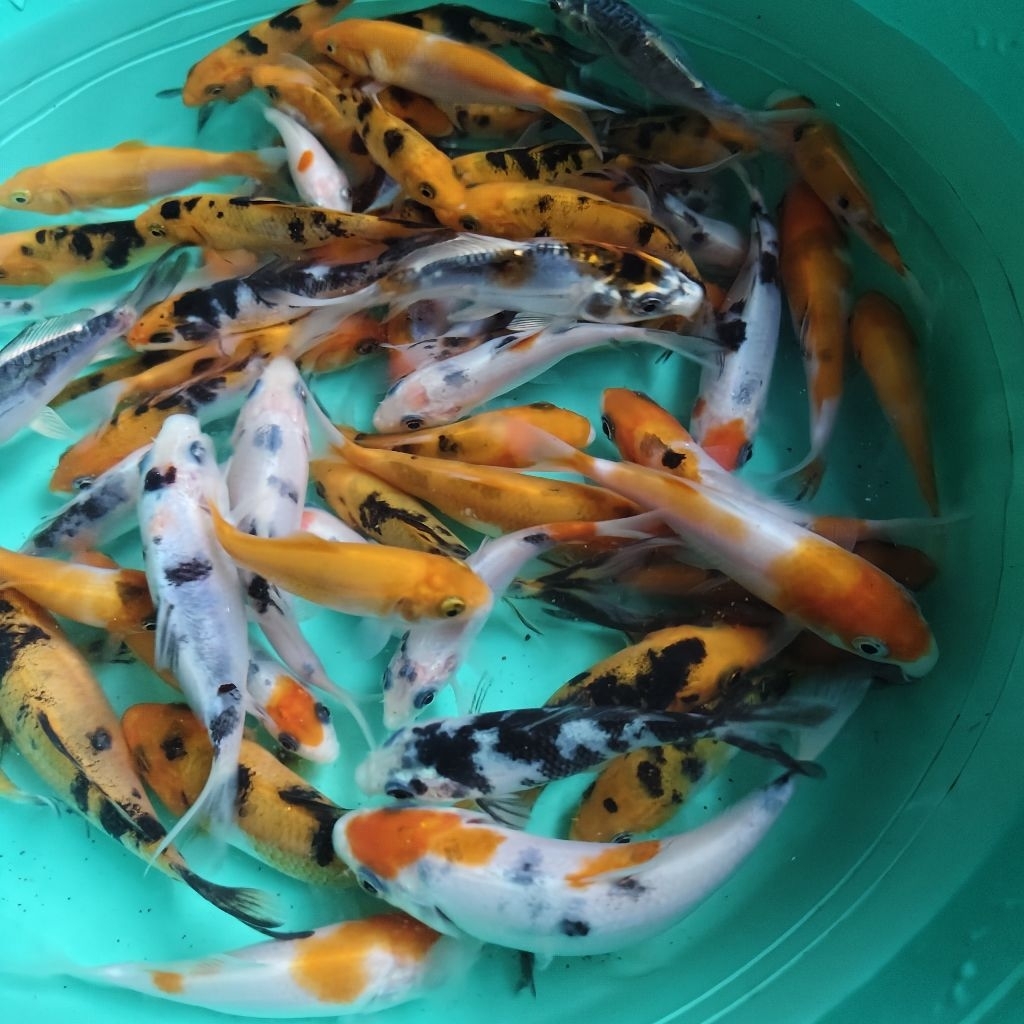PAKET IKAN KOI BLITAR 10 EKOR / IKAN KOI MANADO / IKAN HIAS MURAH MANADO / BIBIT IKAN KOI BERKUALITA