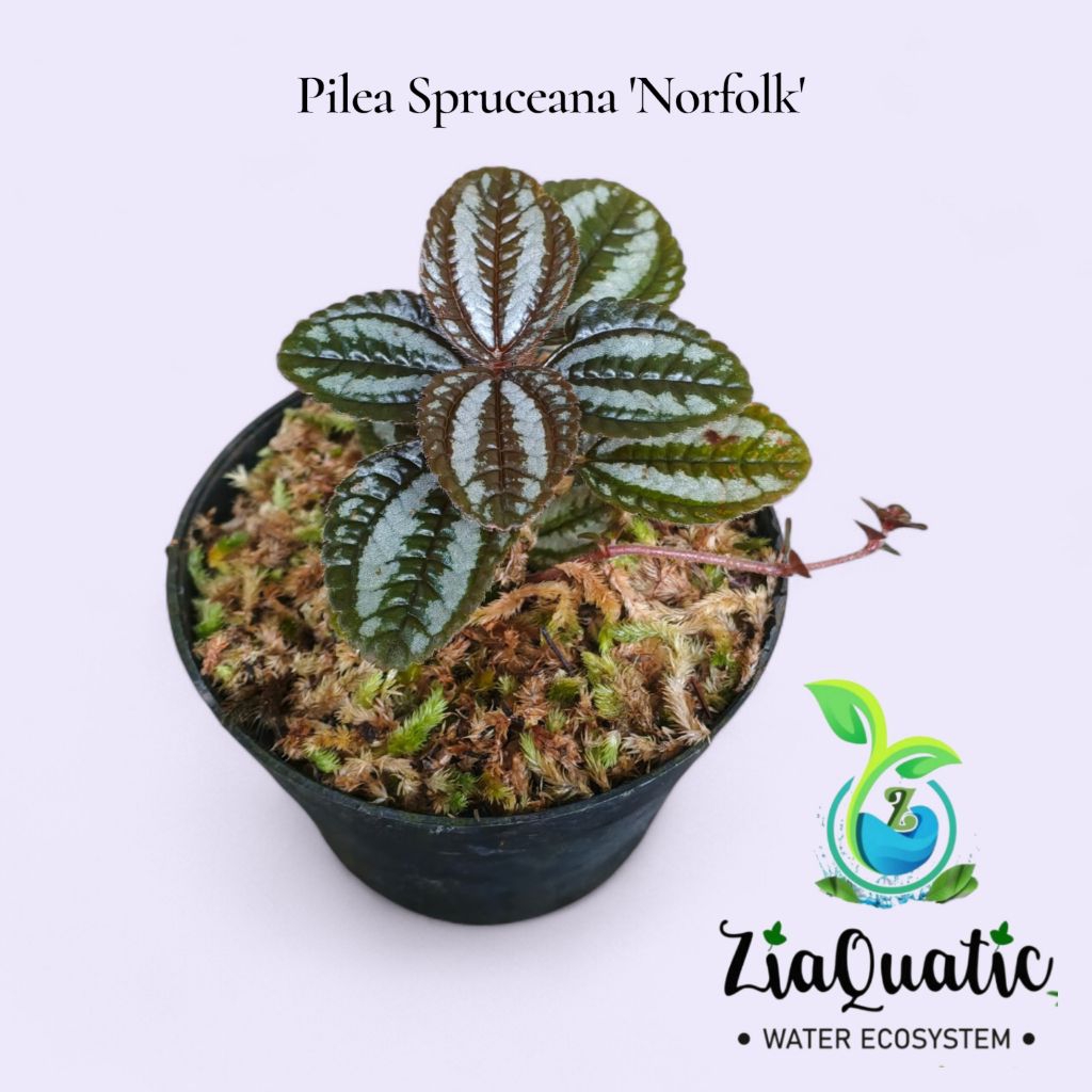 Pilea Spruceana Norfolk - Tanaman Hias Paludarium Terrarium Indoor Outdoorplant
