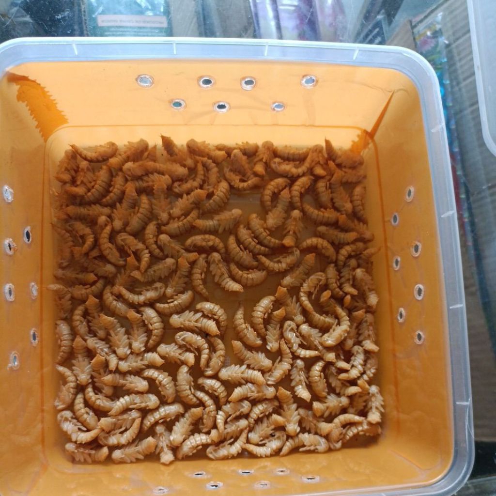 Pupa Ulat Jerman Isi 100 | Kepik Ulat Jerman | Calon Kepik Ulat Jerman | Pupa | Kumbang Ulat Jerman 