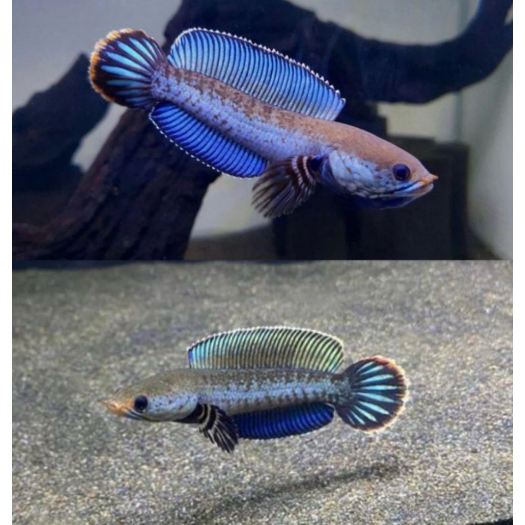 chana andrao 5-6cm premium