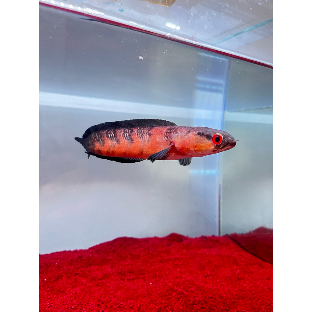 Red Barito Ikan Hias Ukuran 15cm up , Kualitas Unggul untuk Akuarium Anda