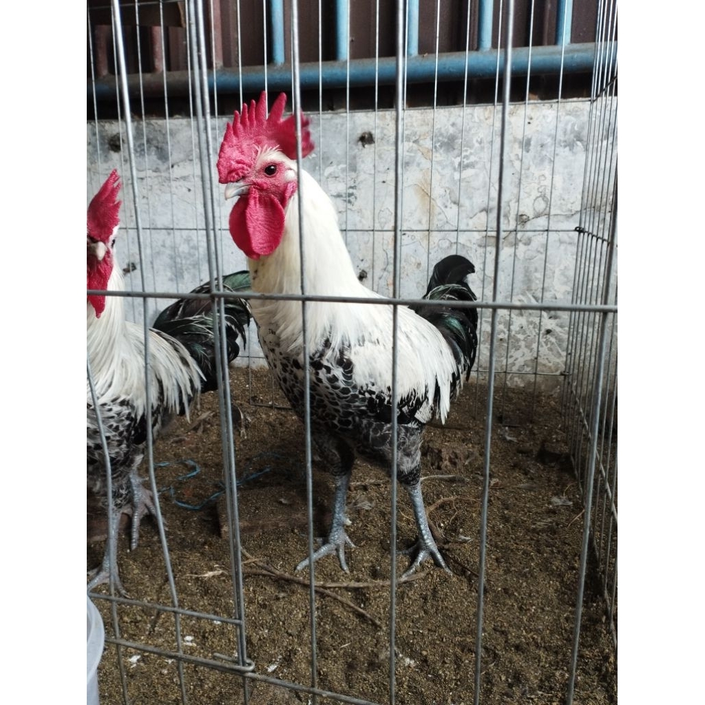 Ayam arab kampung ..Jago..