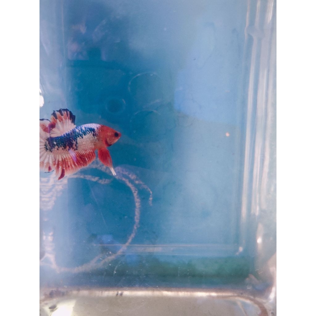 Fccp Army Orange base